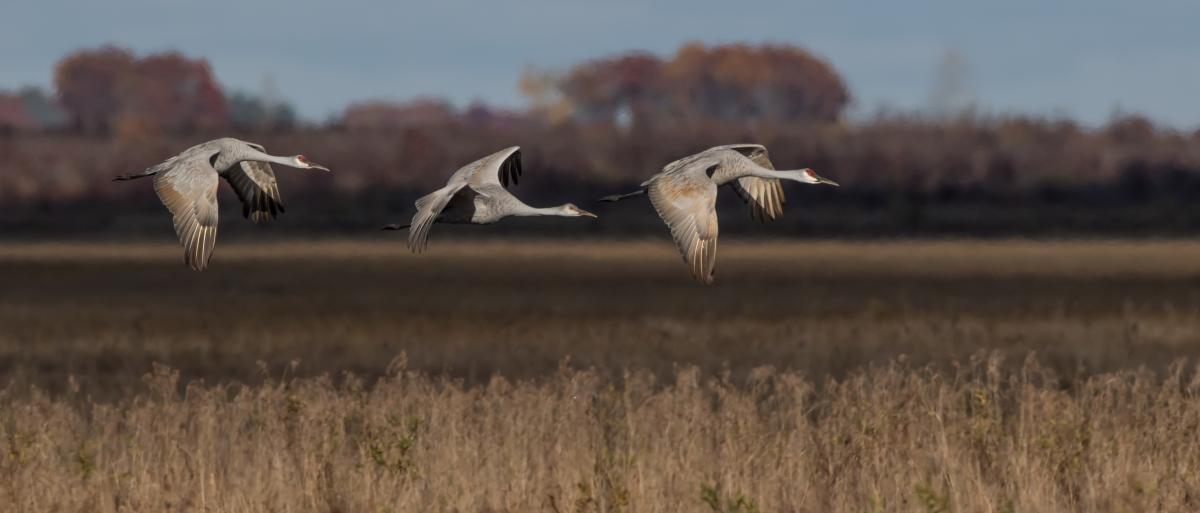 Competition entry: Morning Flight