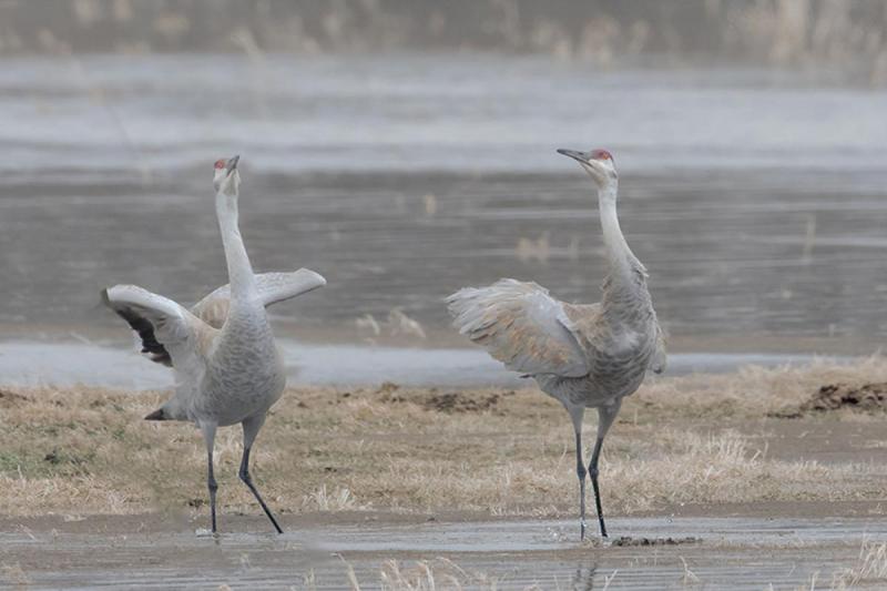 Competition entry: The Dance