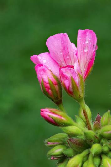 Competition entry: Geranium 