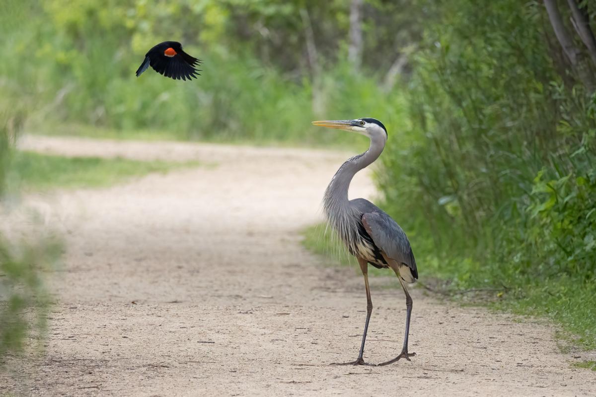 Redwing blackbird chasing off a heron