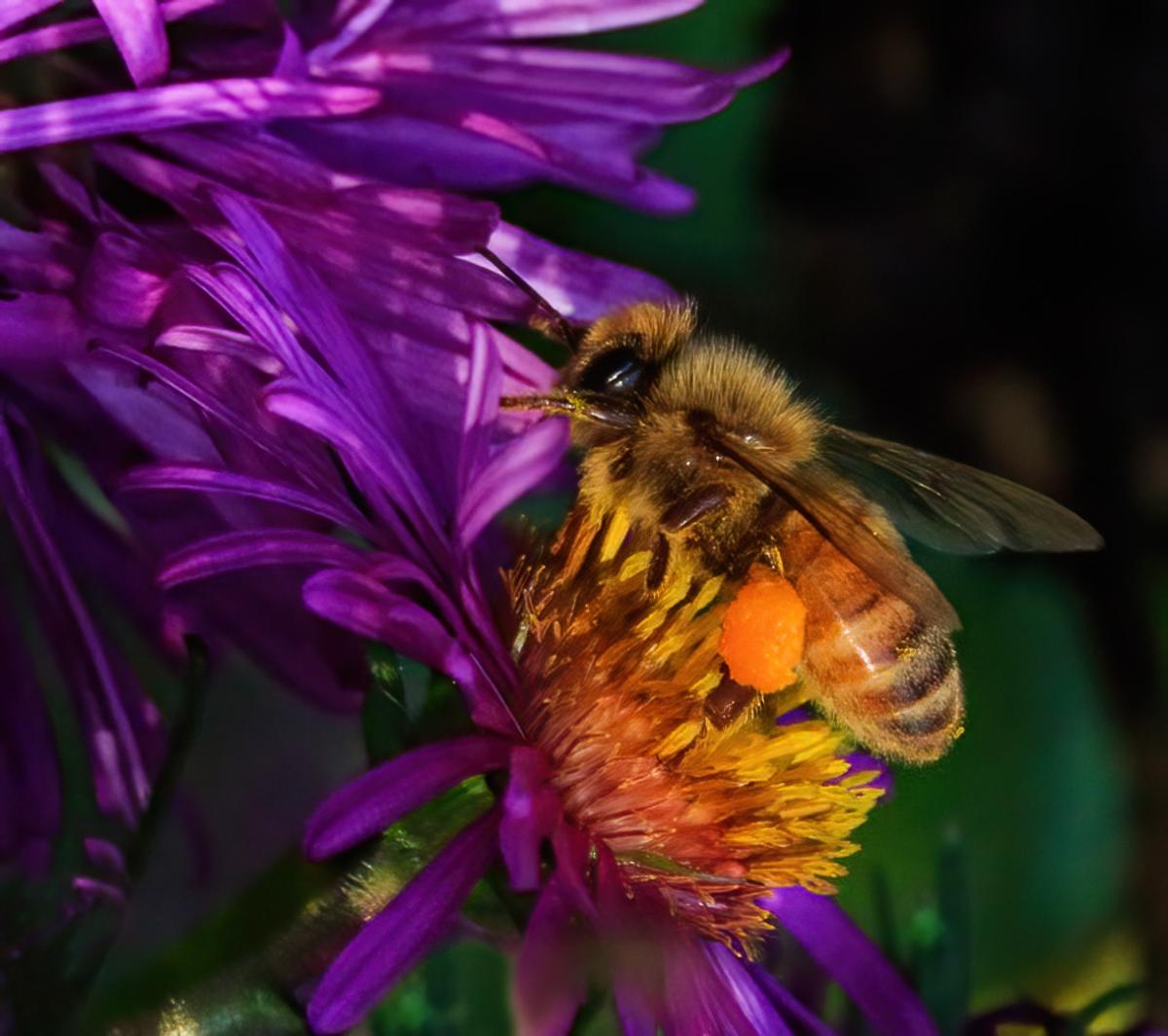 Competition entry: Honey Bee Filling Its "Pollen Basket"