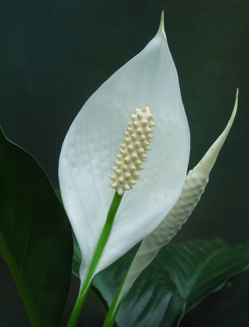 Competition entry: Peace Lily #3