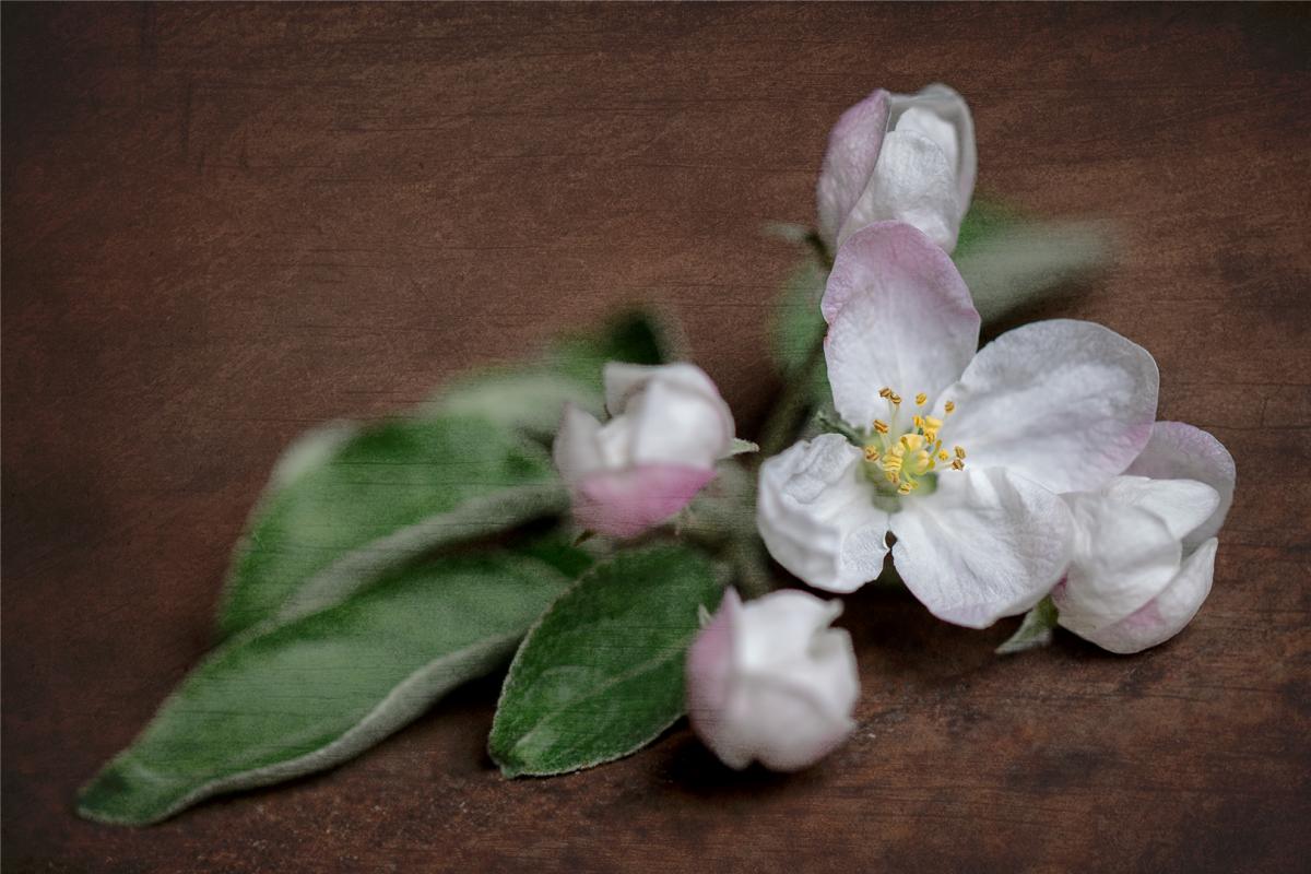 Competition entry: Textured Flower