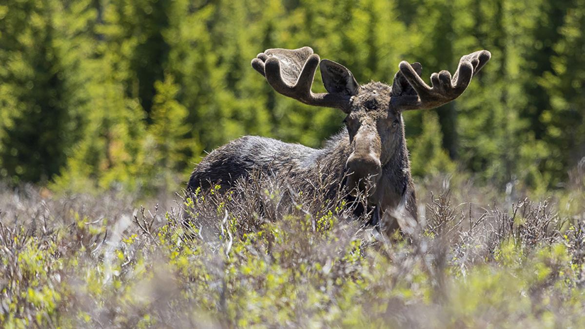 Competition entry: King of the Rockies