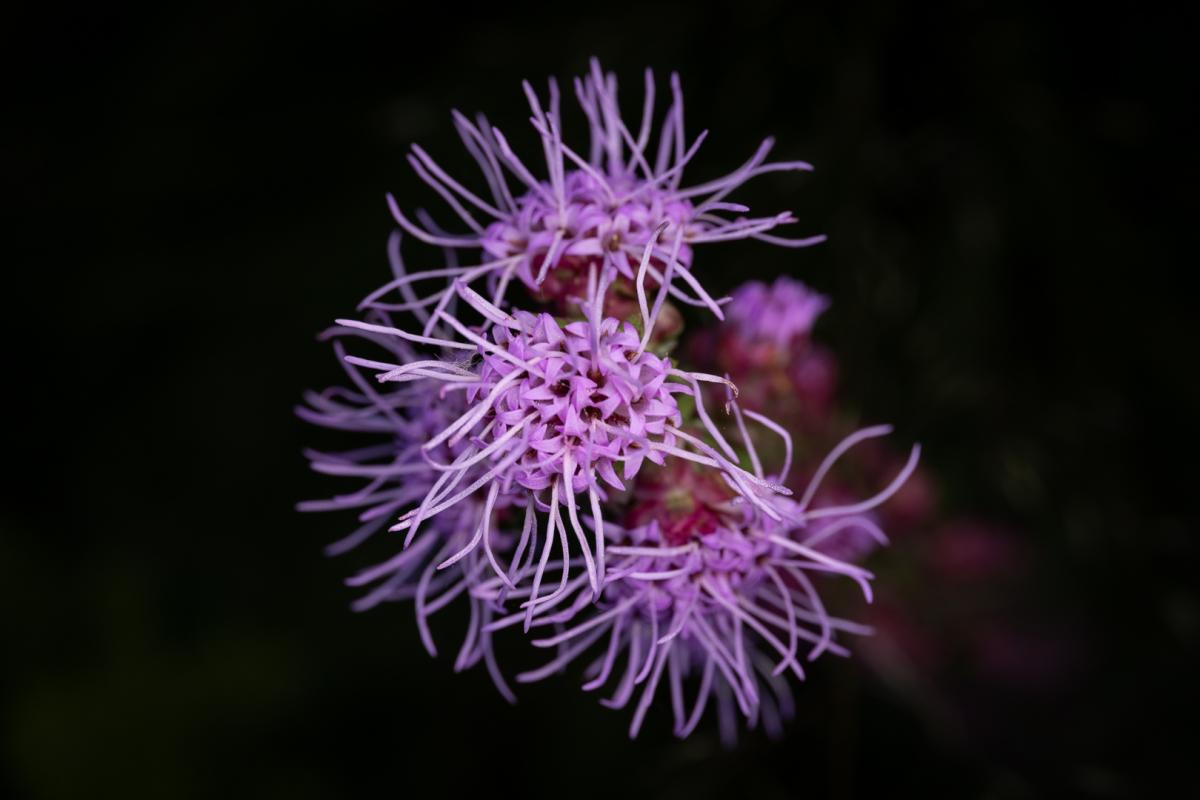 A purple flower on a black background.