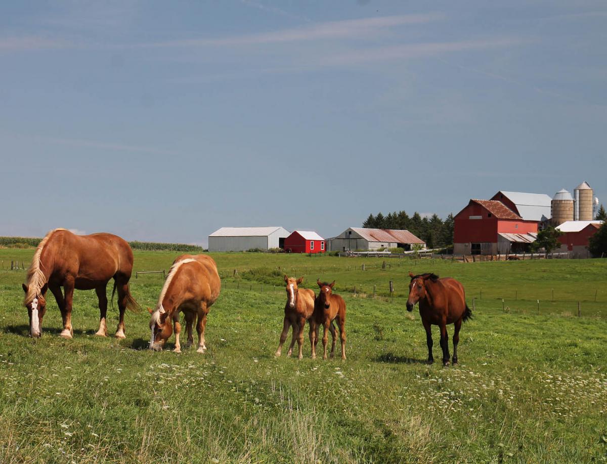 Competition entry: Horses Grazing