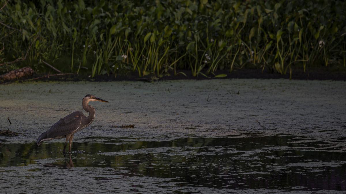 Competition entry: Heron at Sunset