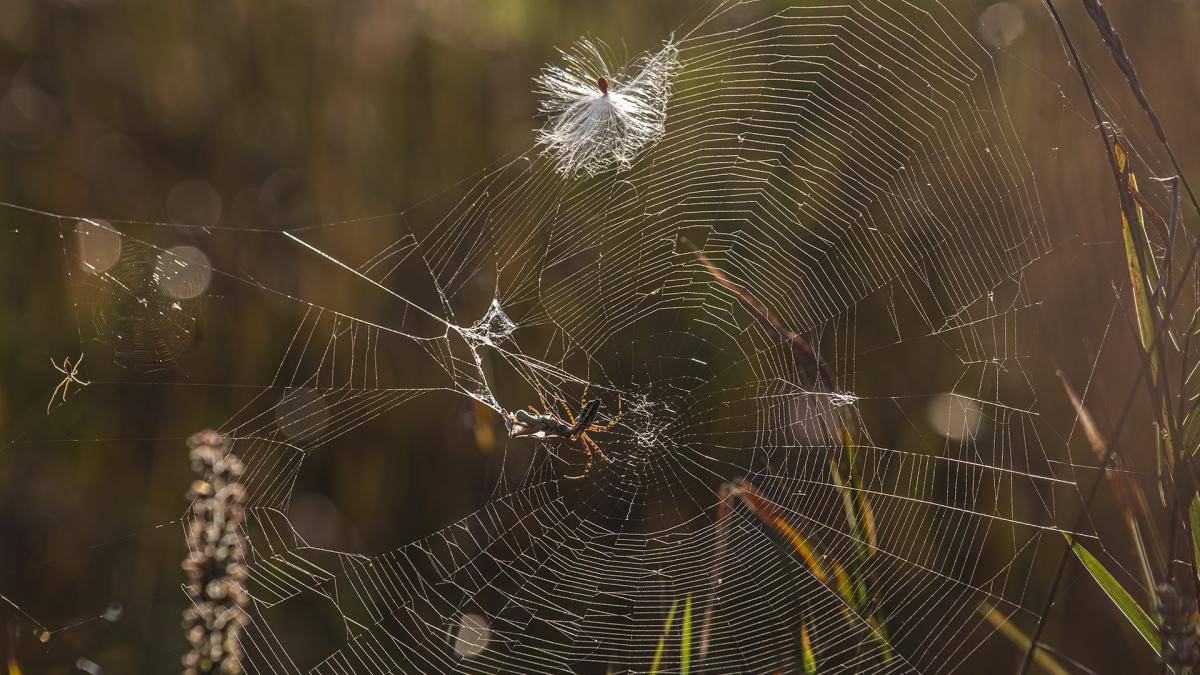 Competition entry: Oh What A Web