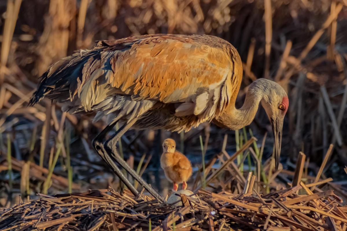 Competition entry: Sandhill Crane and Colt