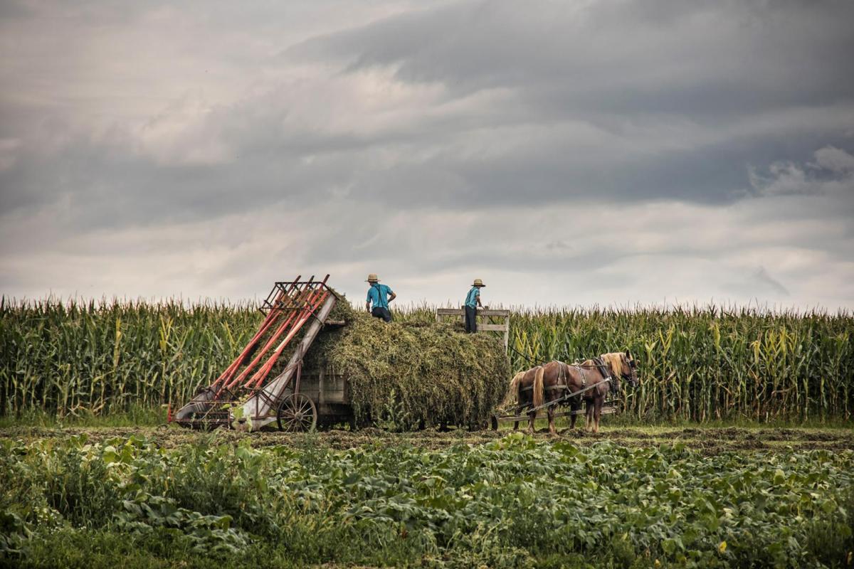 Competition entry: Getting the Hay in