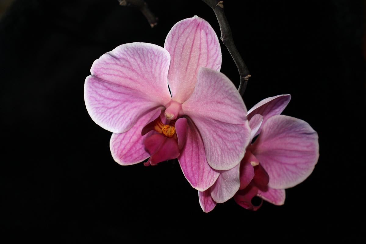 Competition entry: Orchid #4