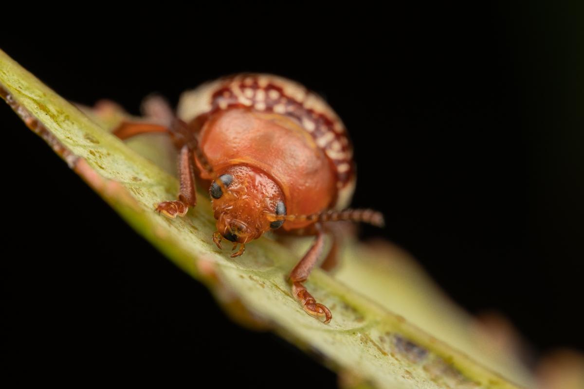 A face on view of a red bug perched on a green leaf.