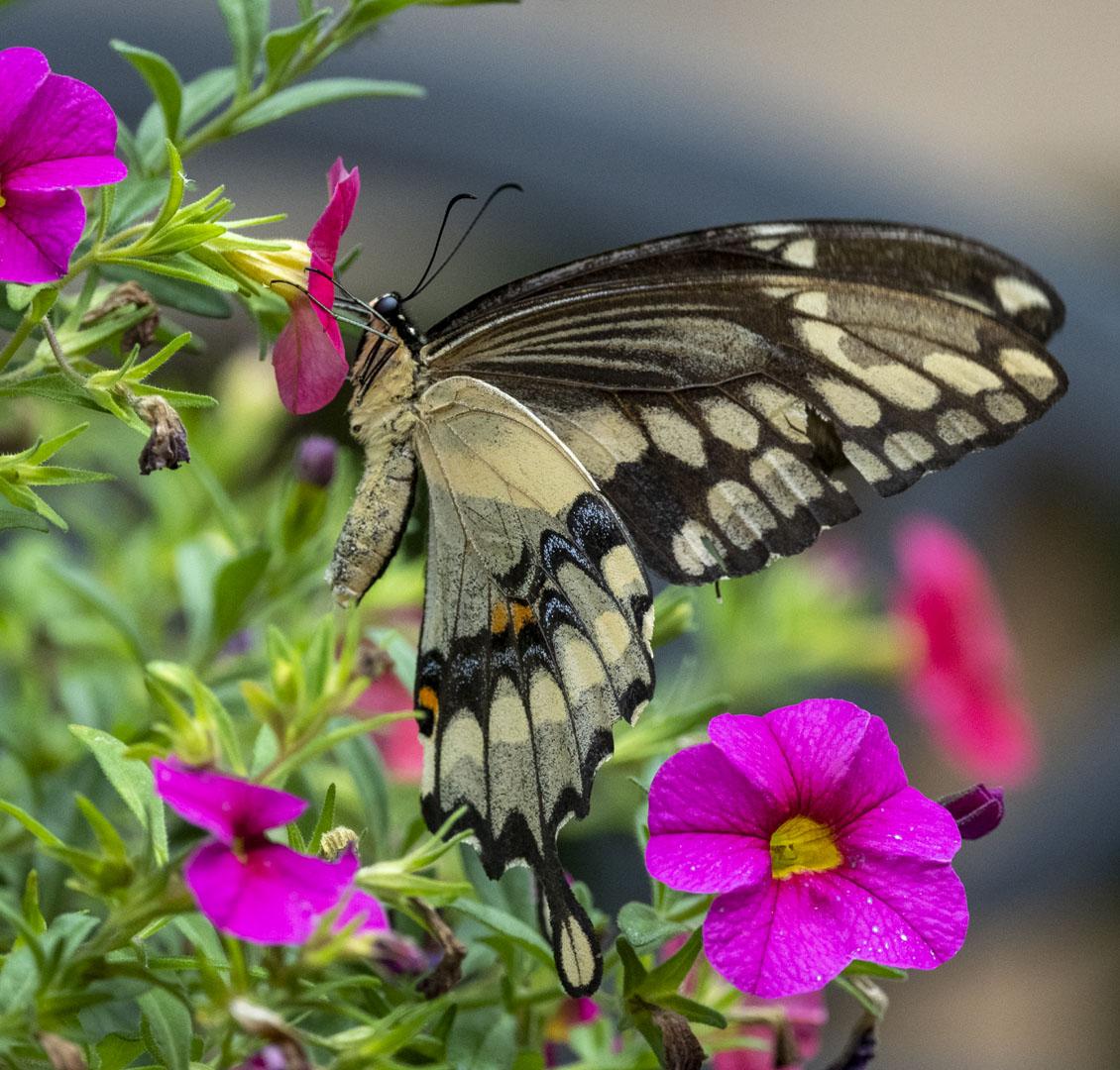 Competition entry: Busy Butterfly