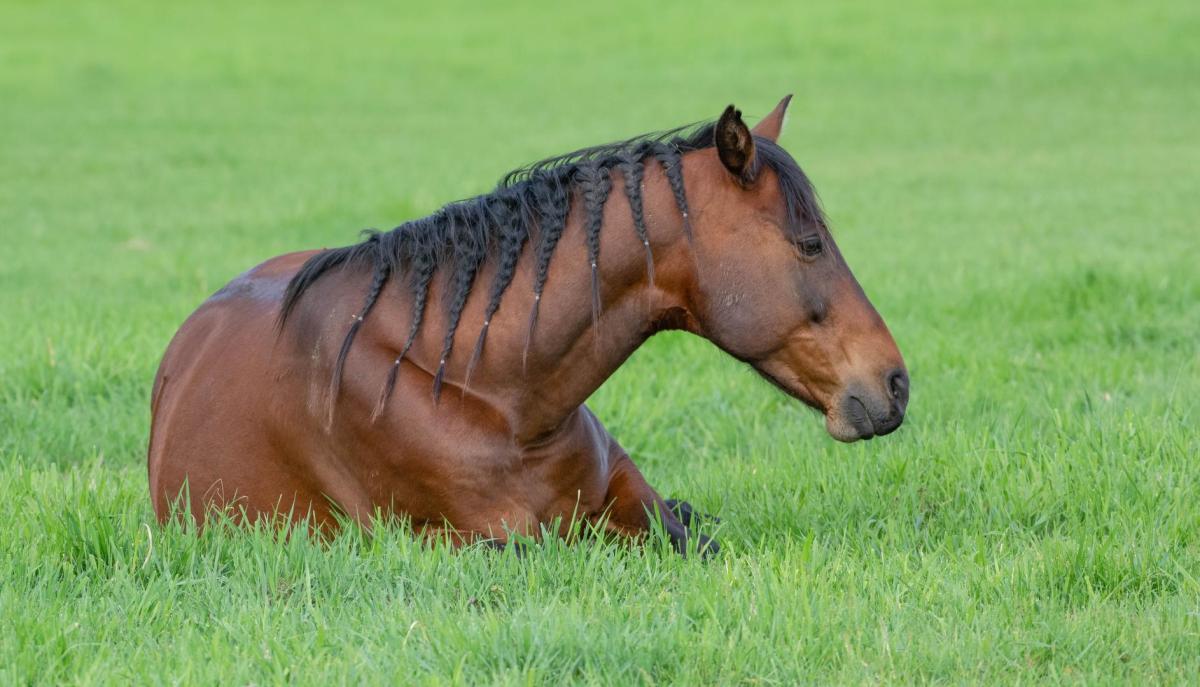 Competition entry: Horse Laying Down