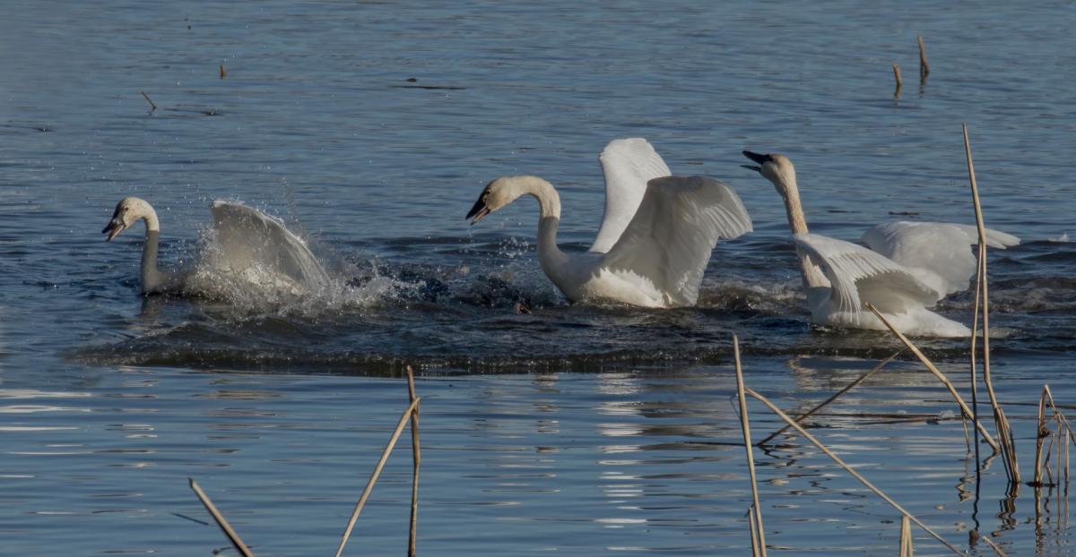 Competition entry: The Brownsville Swan Chase 