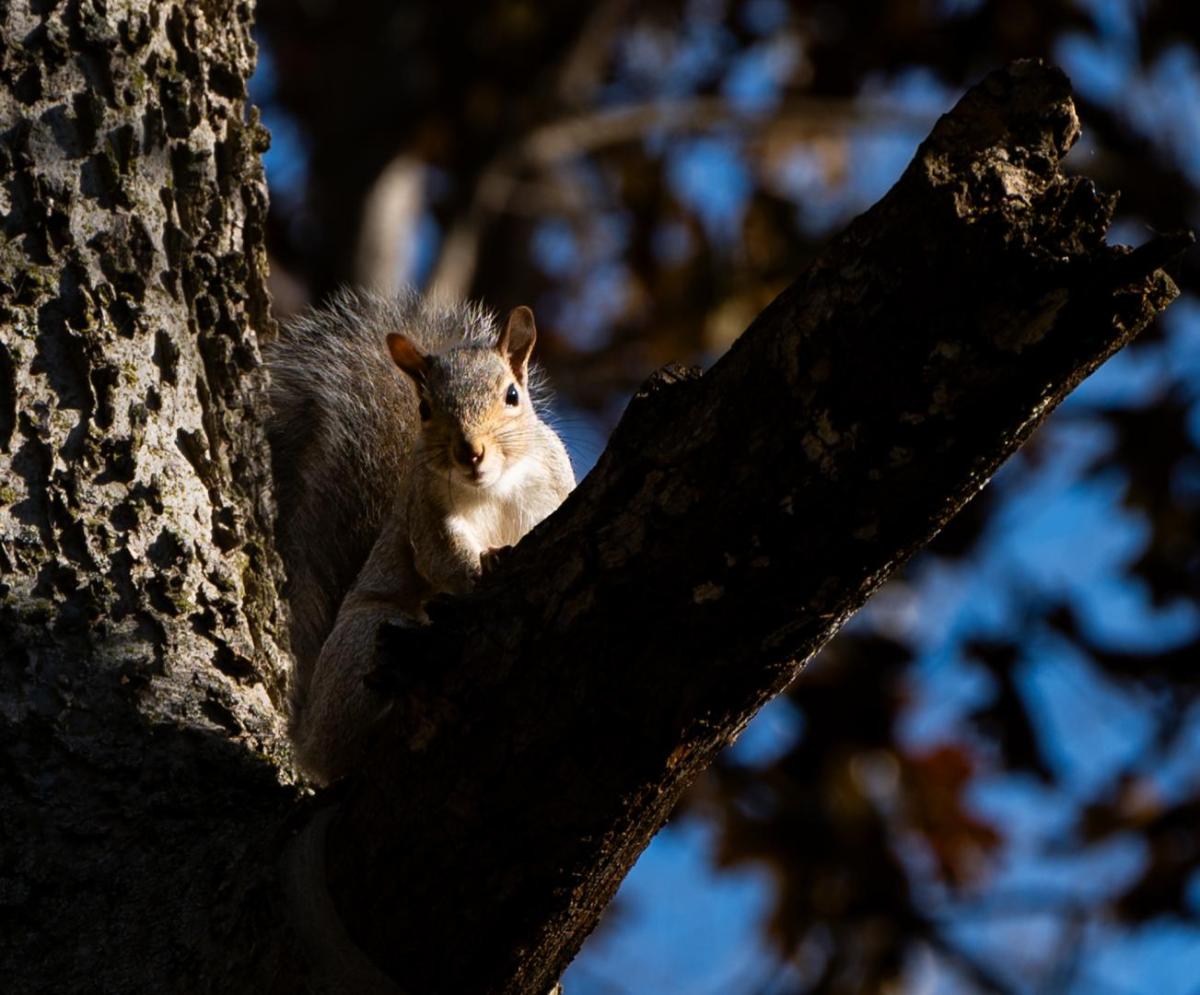 Competition entry: You lookin' at me?