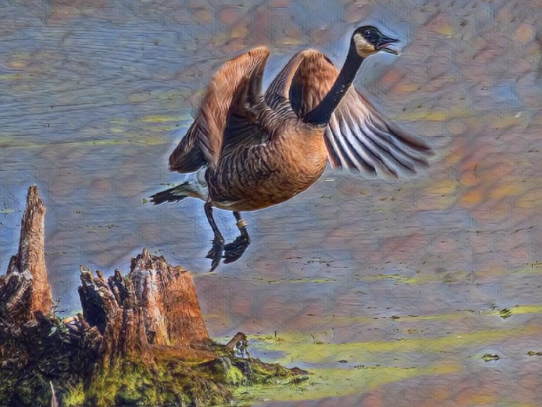 Competition entry: Goose in Flight