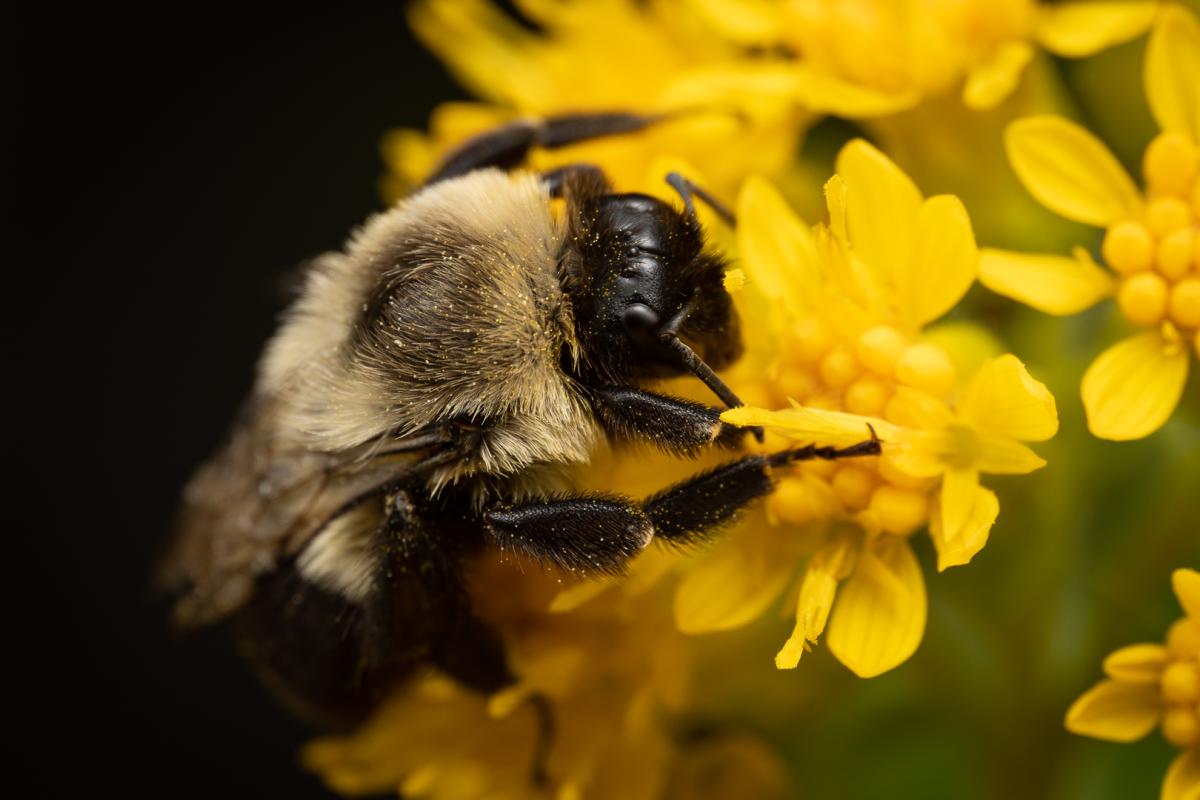 Bee on a yellow flower.