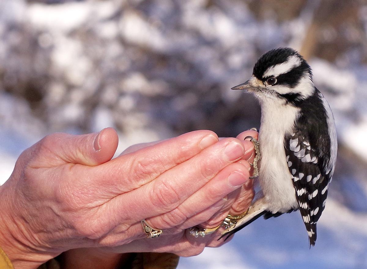 Competition entry: Hand fed Downy.