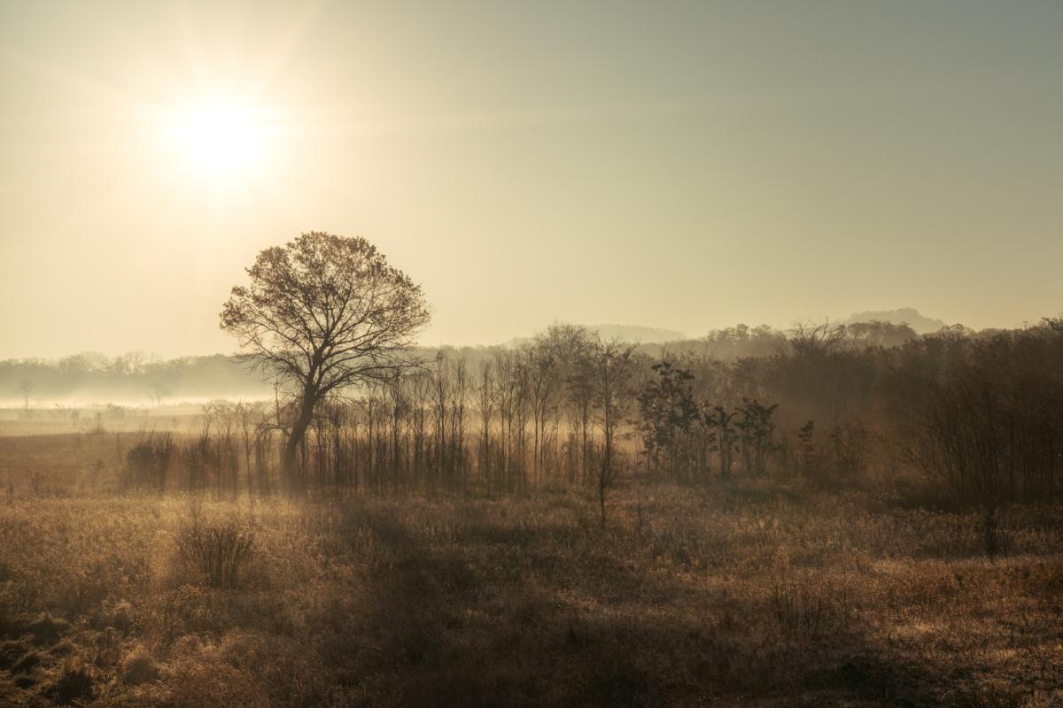 Competition entry: Morning Light