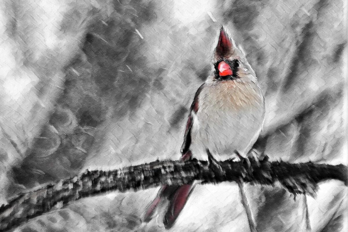 Competition entry: Mrs. Cardinal