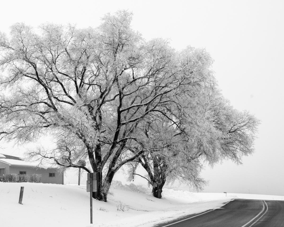 Competition entry: Frosty Trees