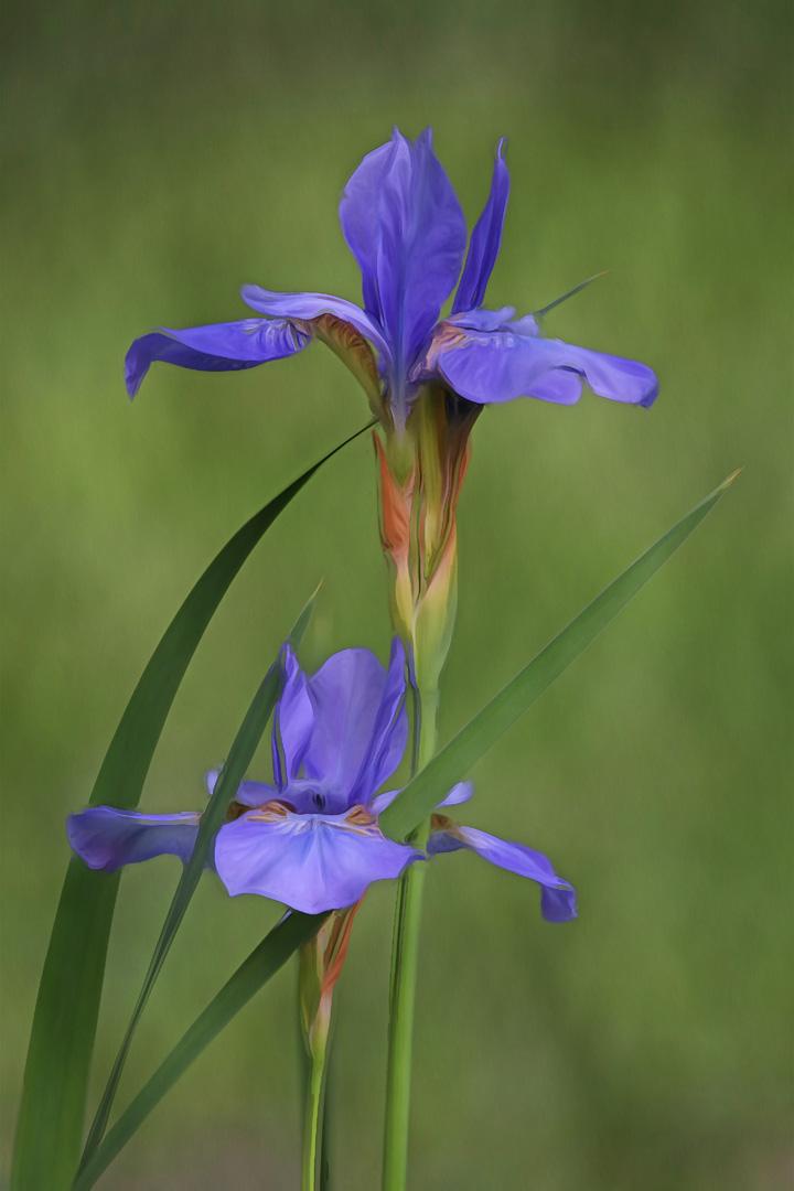 Competition entry: Painted Iris