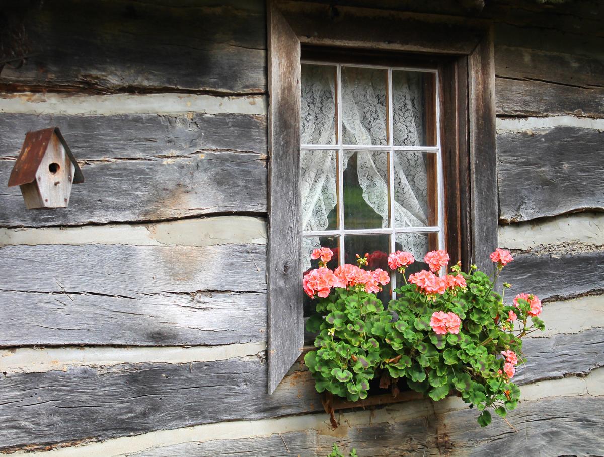 Competition entry: Windows and Flowers