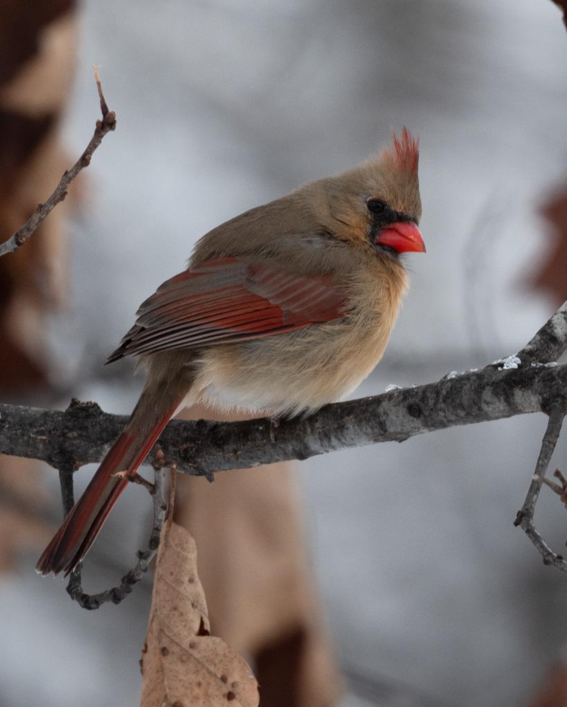 Competition entry: Mrs Cardinal