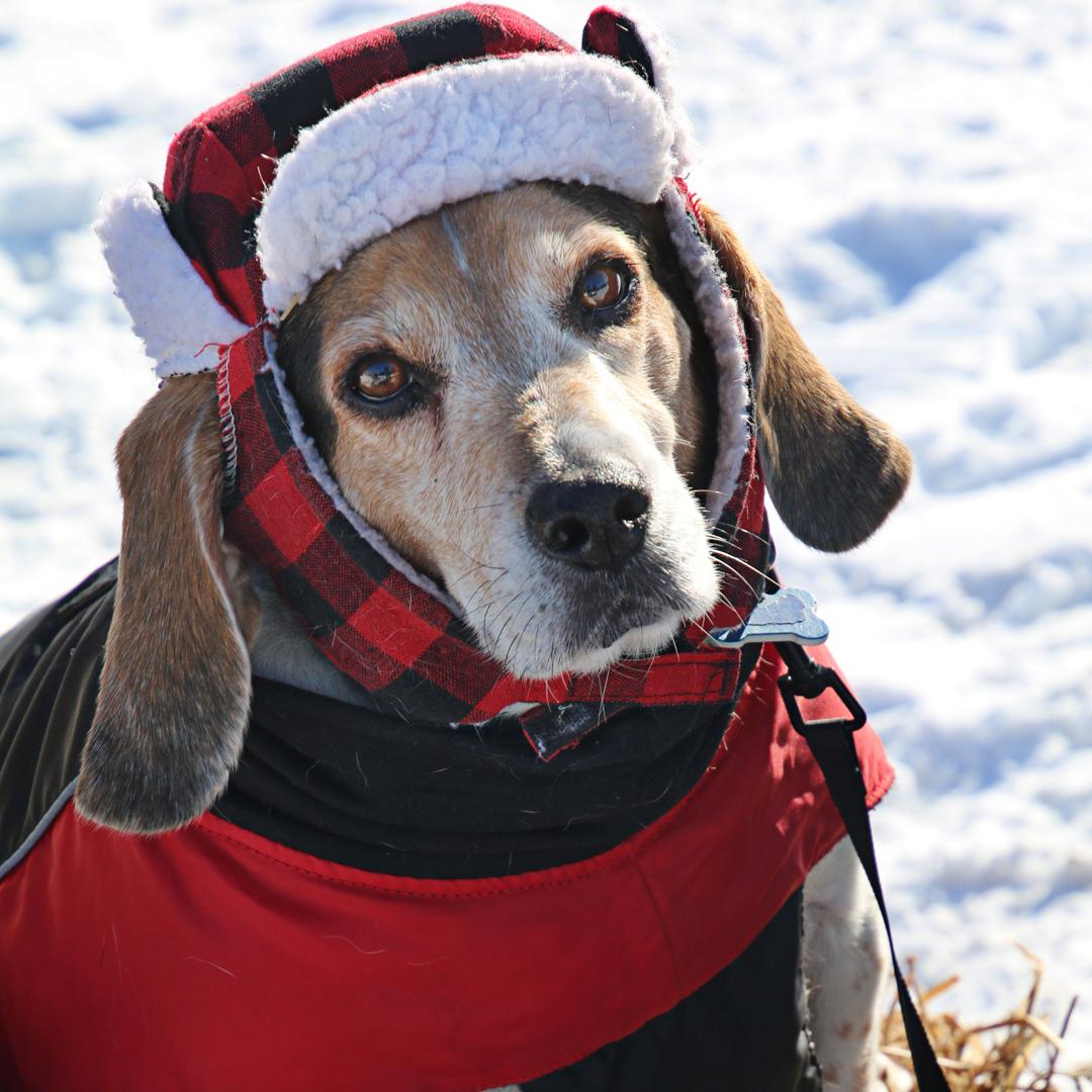 Competition entry: Beagle in a Bomber