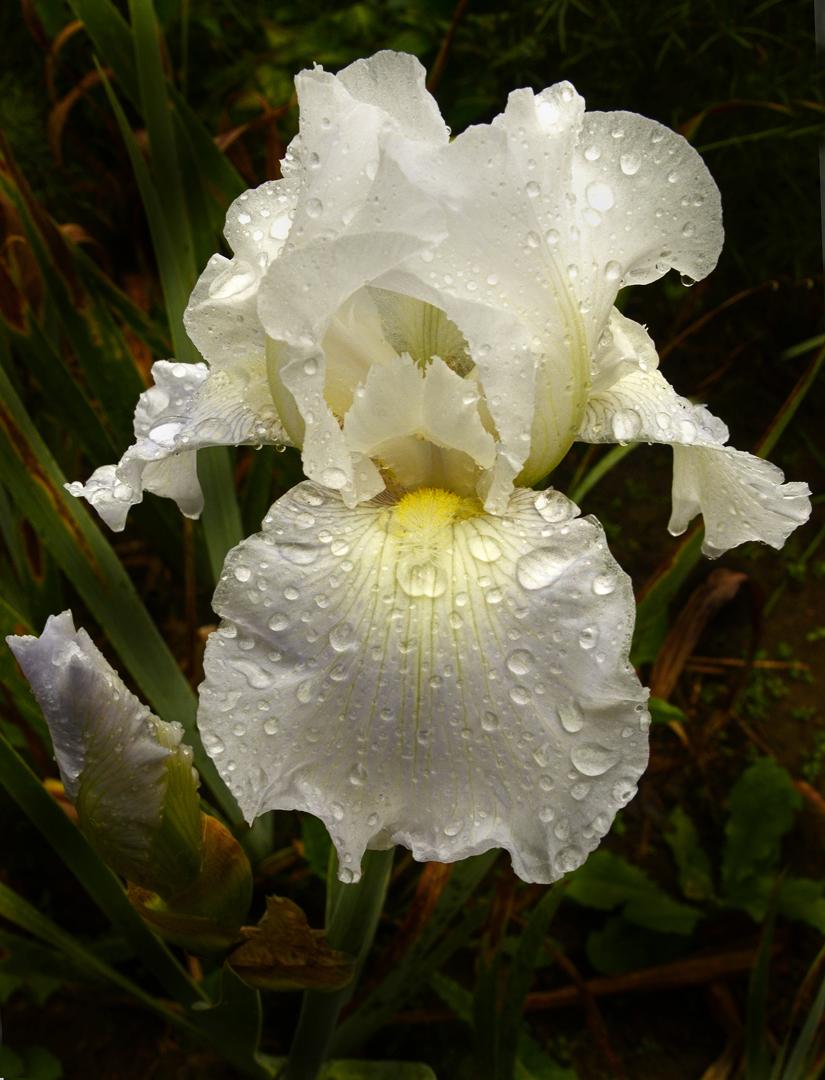 Competition entry: White Iris