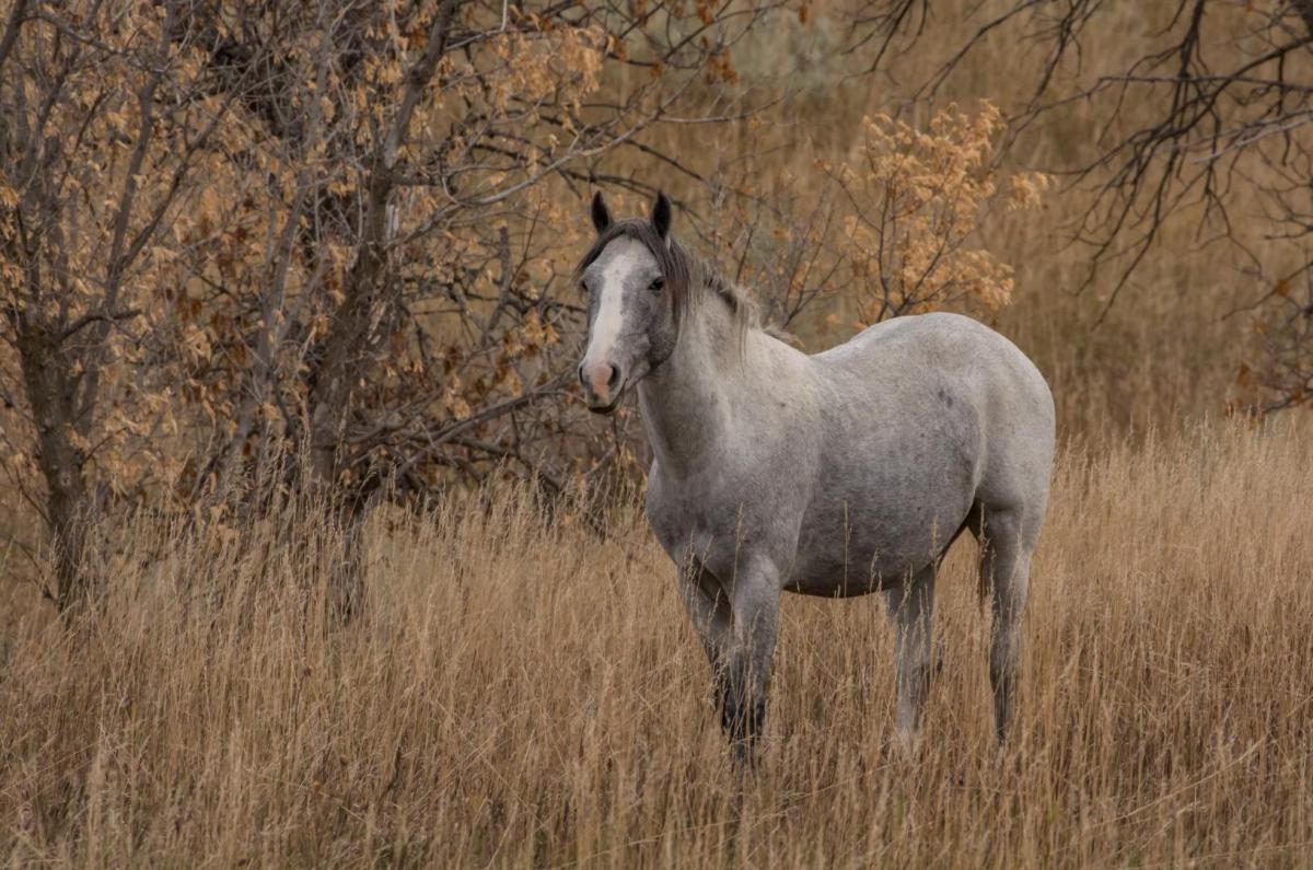 Competition entry: Wild Horse, North Dakota