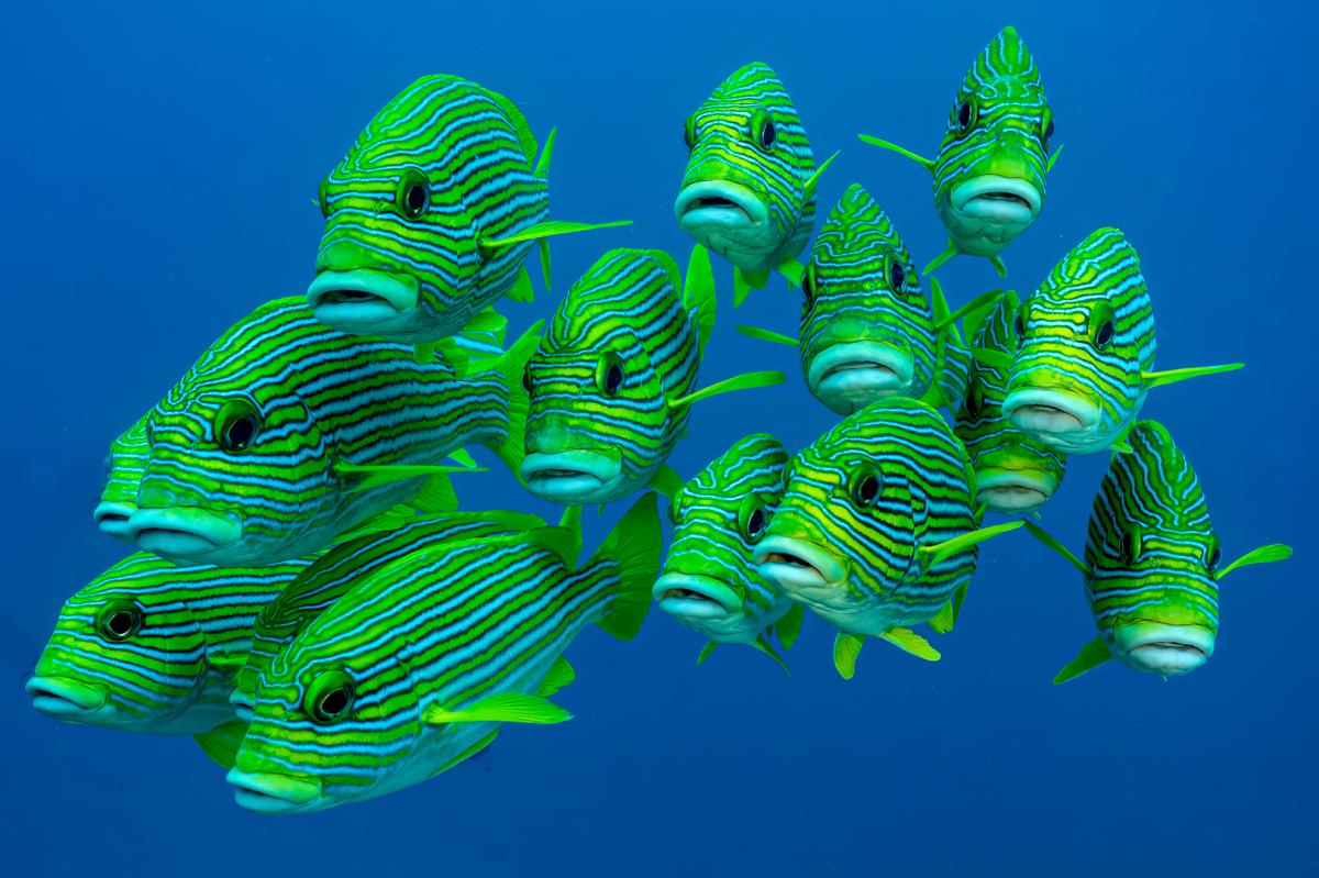 Raja Ampat, Indonesia