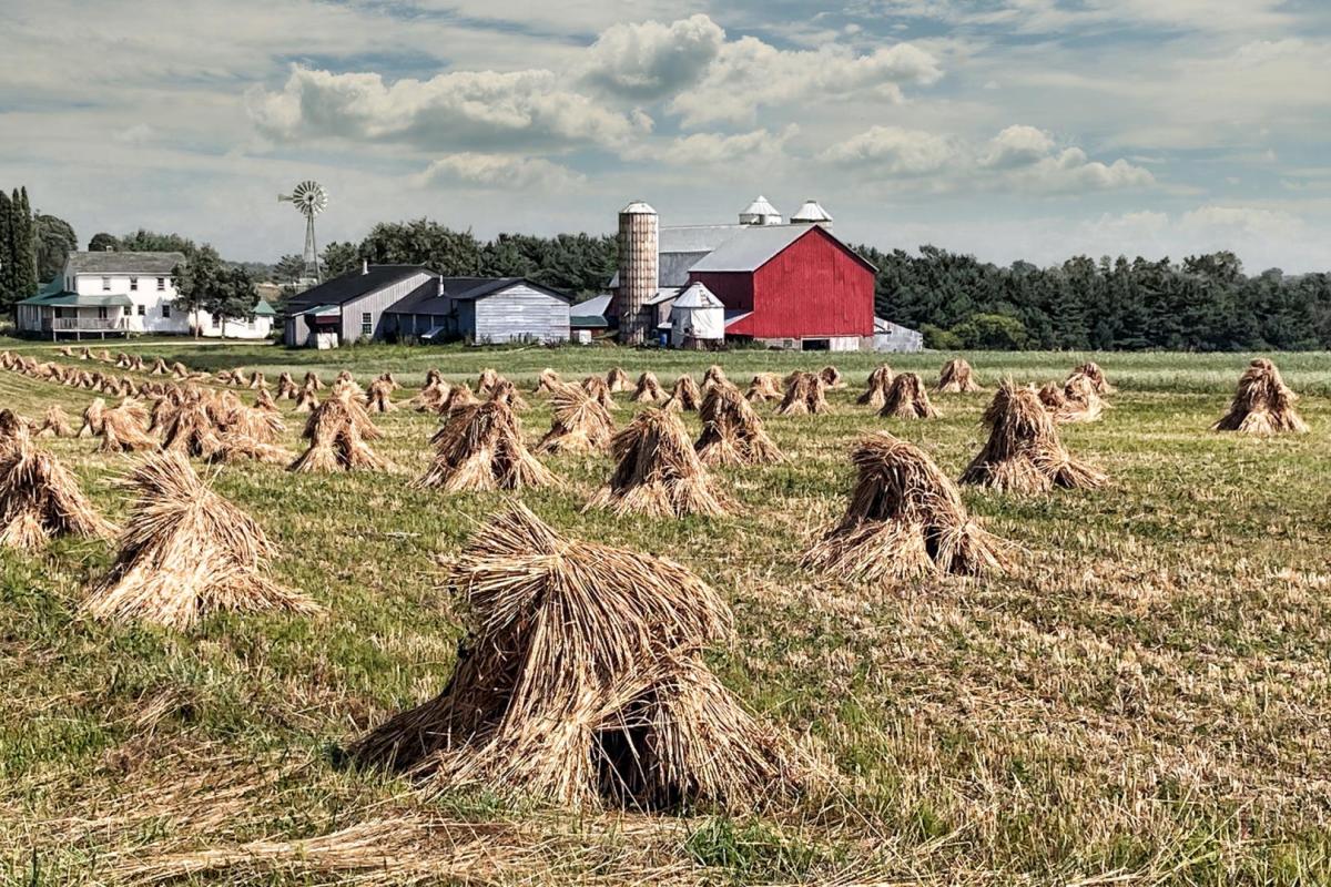 Competition entry: Harvest Time