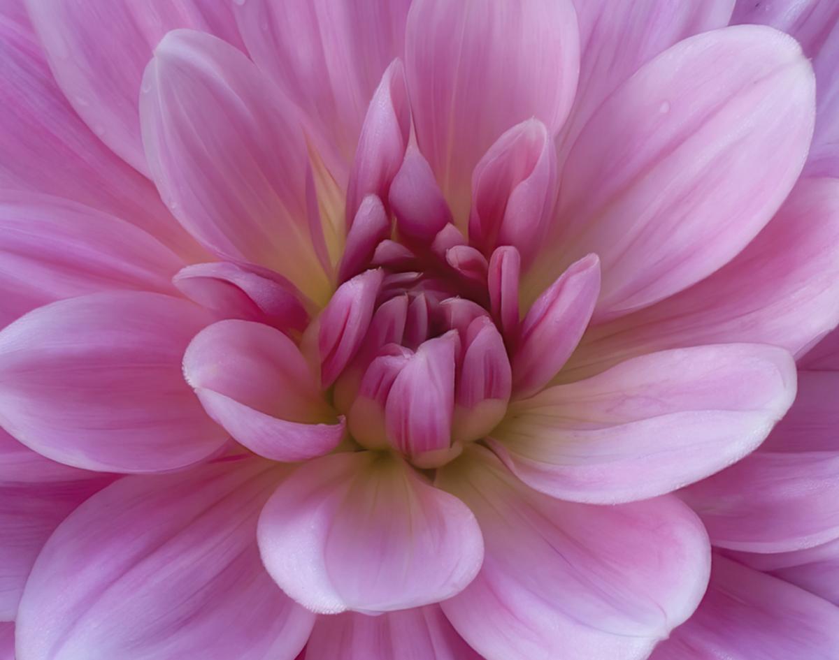 Competition entry: Dreamy Dahlia