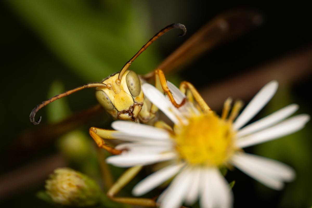 Closeup of the face of a bug, mostly hidden behind a white flower.