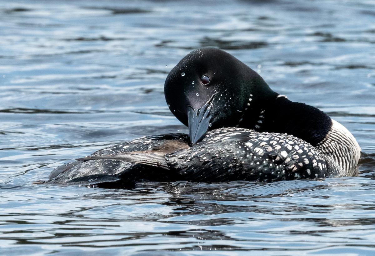 Competition entry: Echo Lake Loon