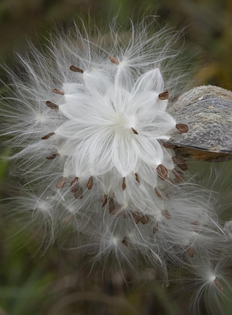 Competition entry: Glorious Milkweed