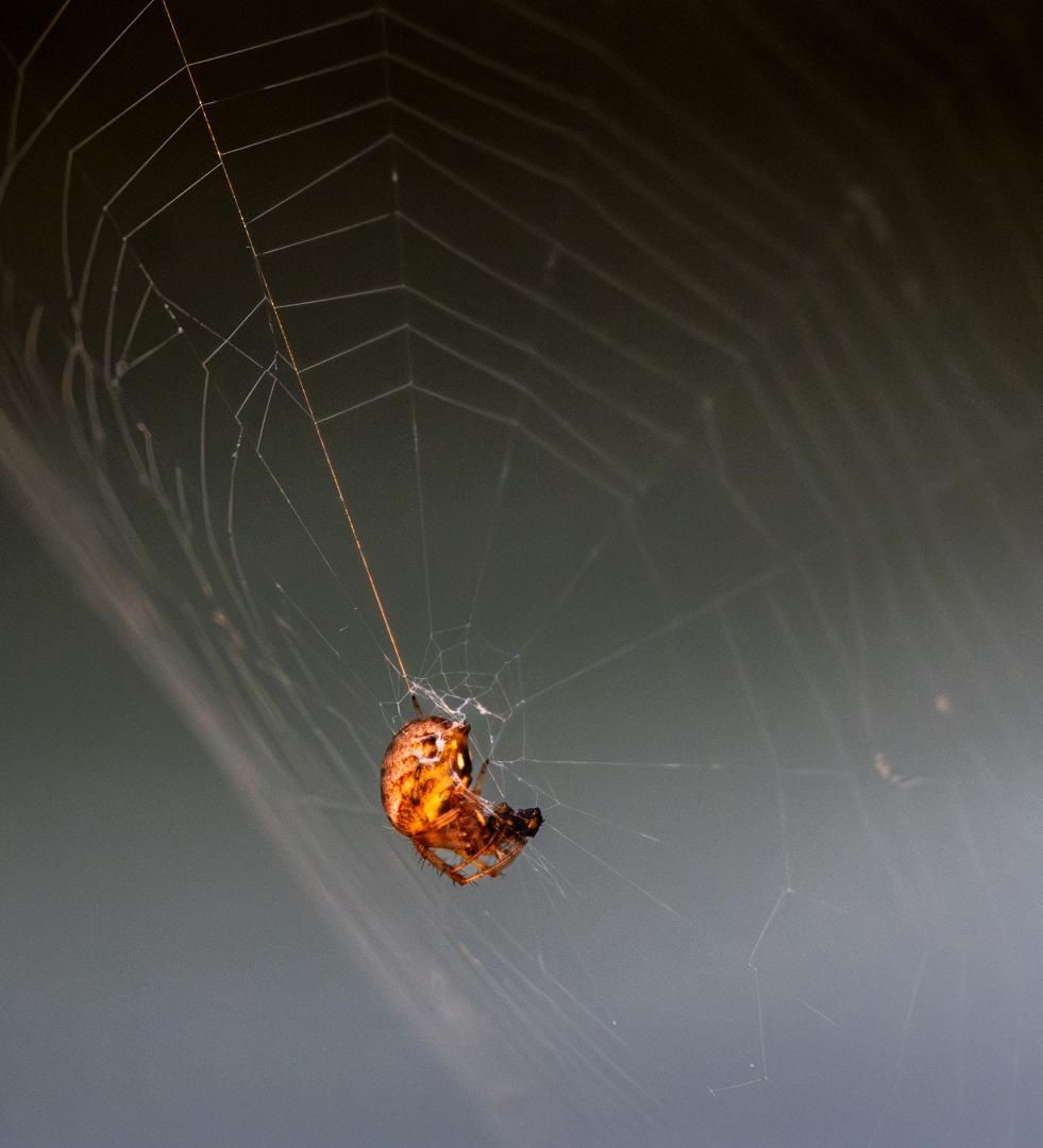 Competition entry: Spider waiting for his prey. 