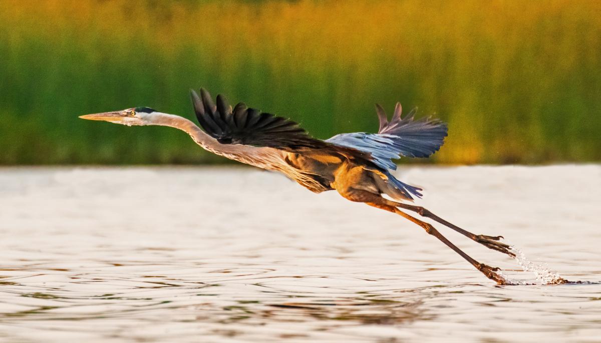 Competition entry: Great Blue Heron Taking Off