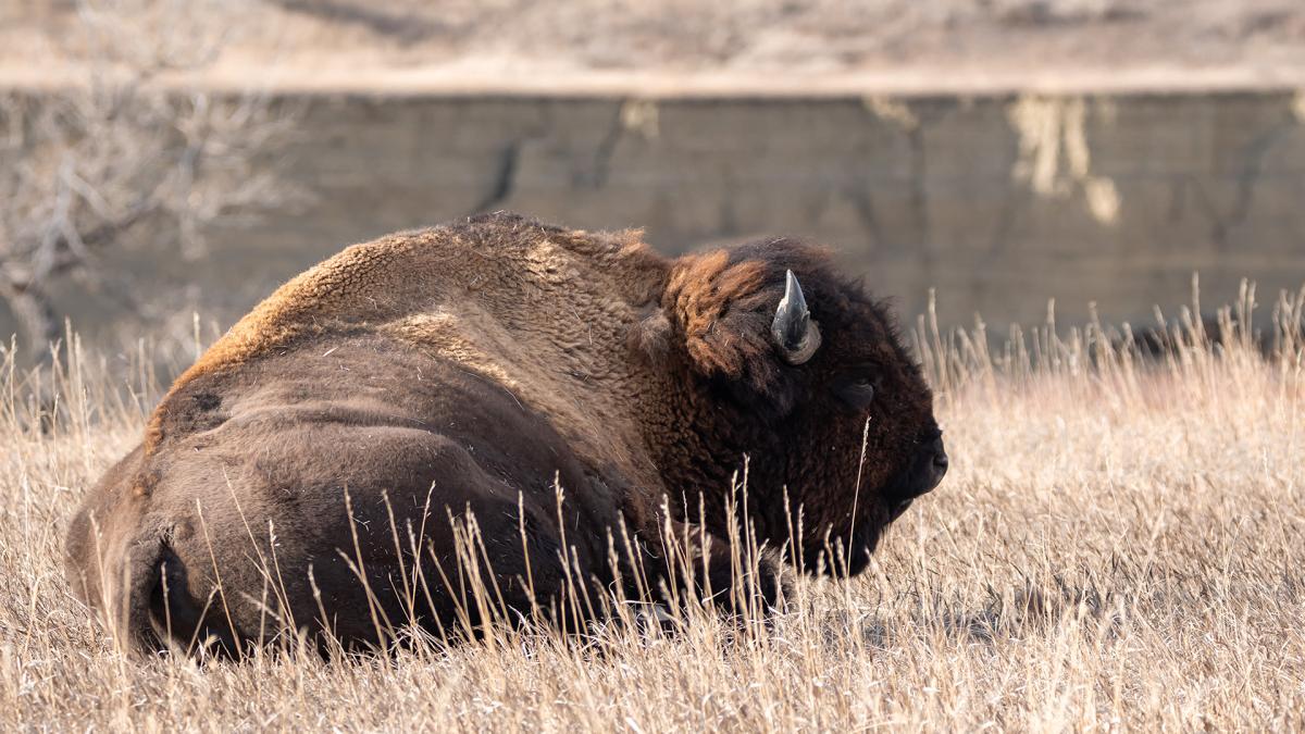 American Bison