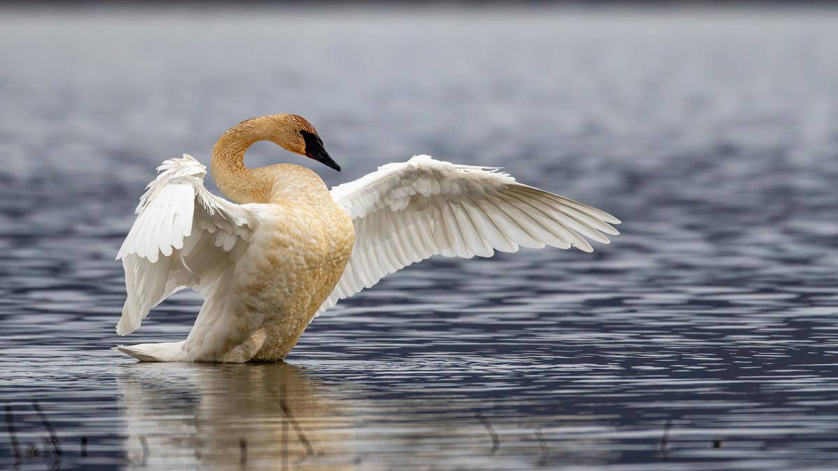 Trumpeter Swan