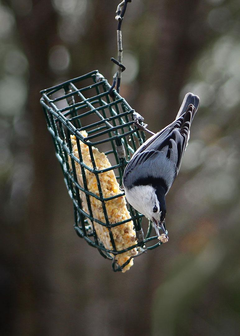 Competition entry: It's lunch time