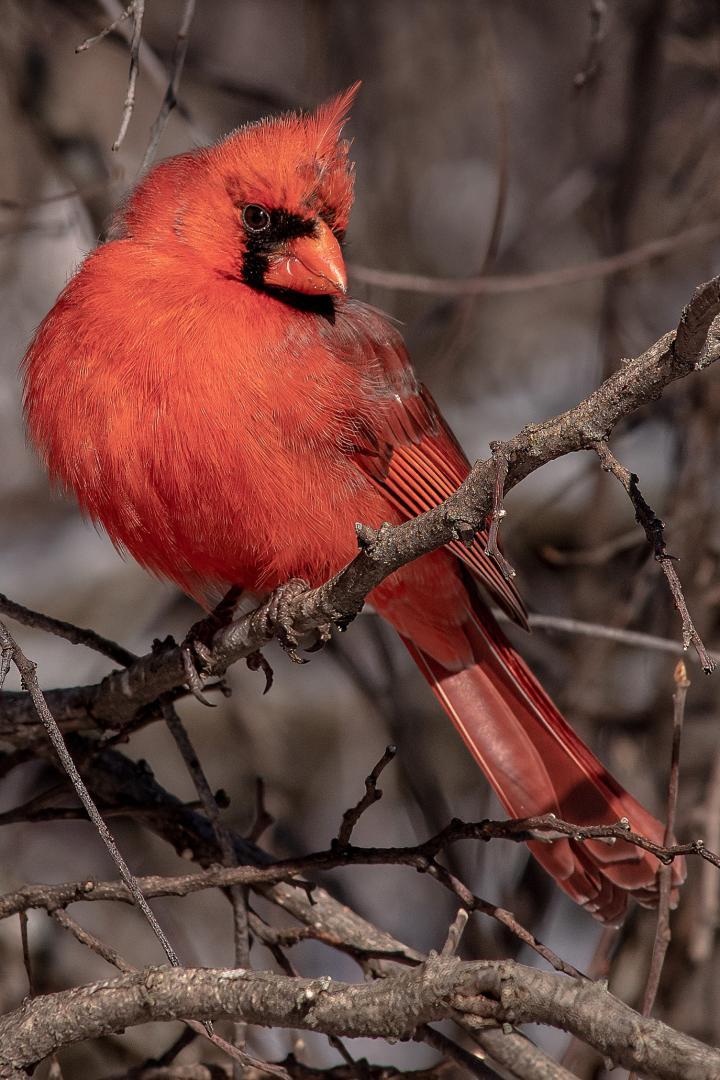 Competition entry: Mr.Cardinal