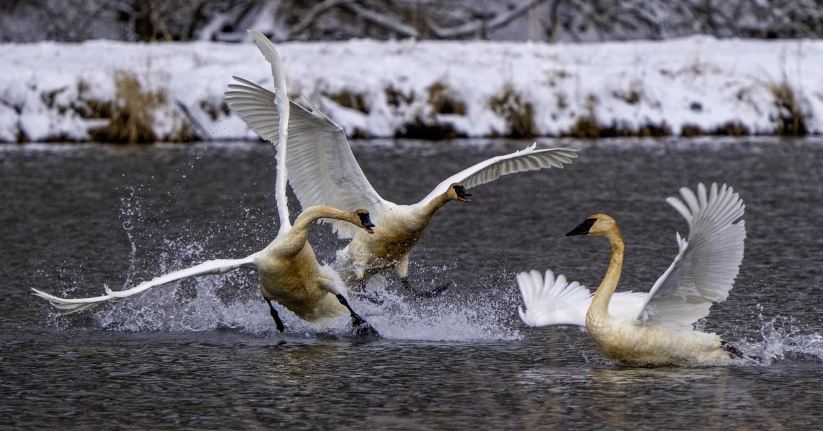 Trumpeter swans