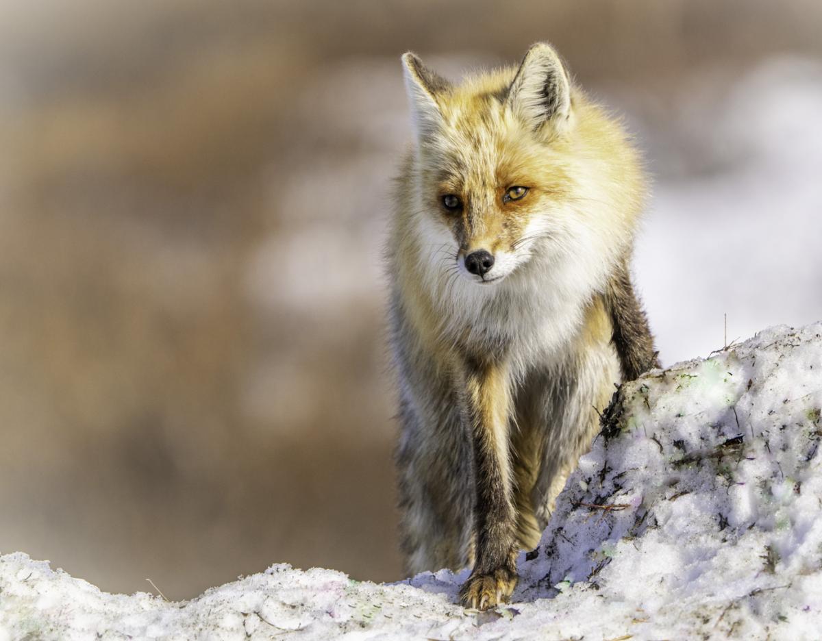 Red Fox in Nome, Alaska