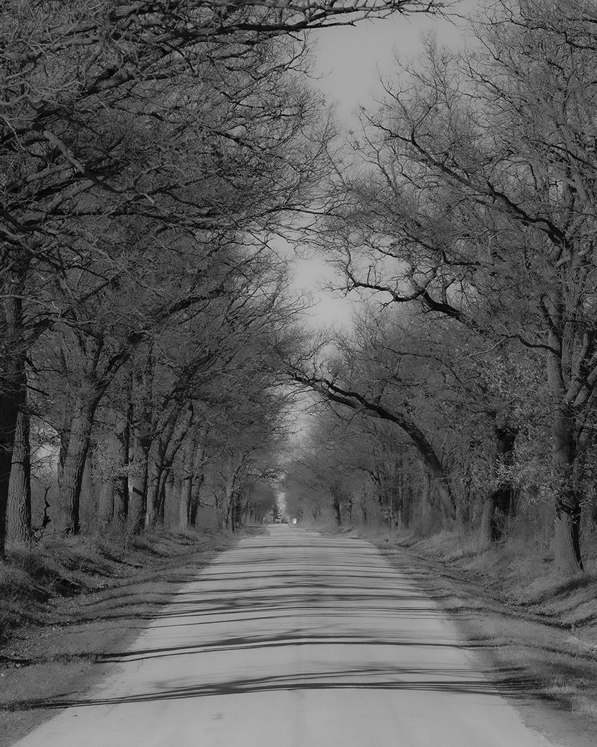 Competition entry: Trees and Road