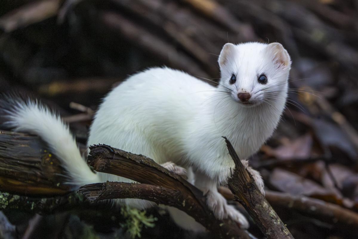 Ermine checking things out while looking for food.