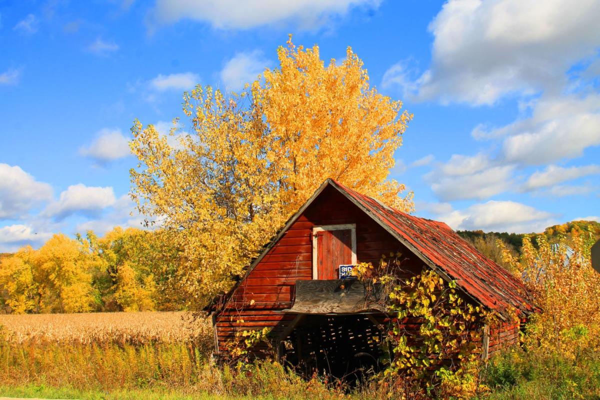 Competition entry: Old Shed