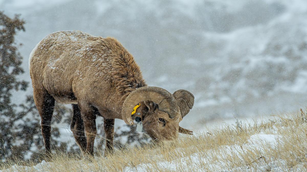 Badlands, Bighorn Ram 